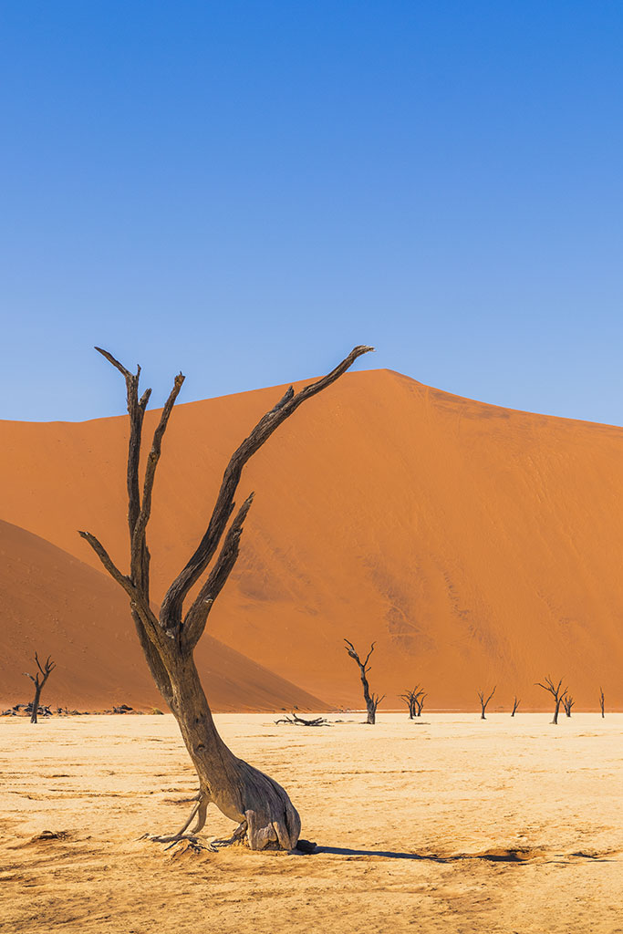 Versteende boom in Deadvlei, Namibië door reisfotograaf Moments by Mark.