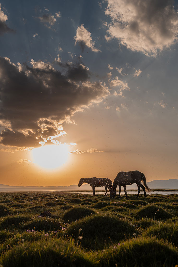 Foto Grazende paarden bij zonsondergang aan het Soň-Köl-meer in KIrgizië, door reisfotograaf Moments by Mark.