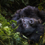 Portret van een berggorilla in Bwindi Impenetrable Forest, Uganda door reisfotograaf Moments by Mark.
