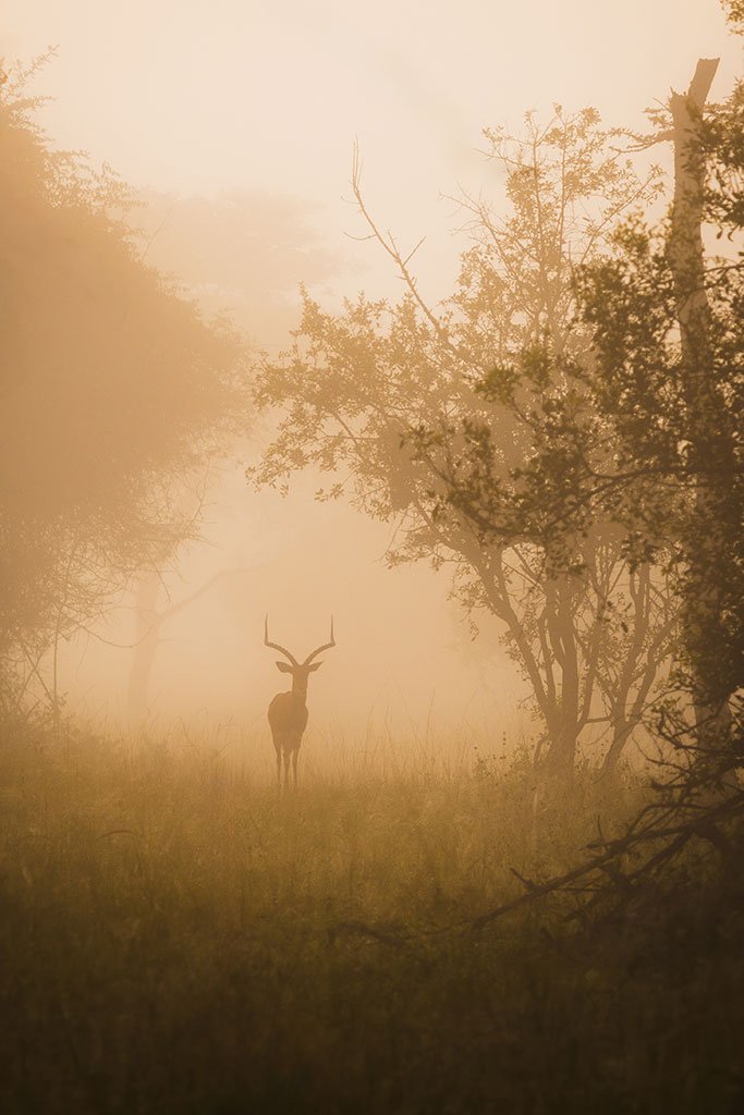 Ugandese kob in de mist van Lake Mburo National Park, Uganda door reisfotograaf Moments by Mark.