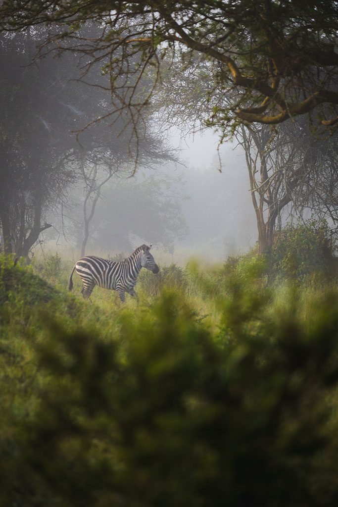 Zebra in de mist van Lake Mburo National Park, Uganda door reisfotograaf Moments by Mark.
