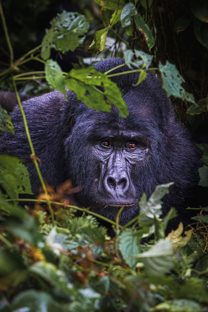 Berggorilla in Bwindi Impenetrable Forest, Uganda door reisfotograaf Moments by Mark.