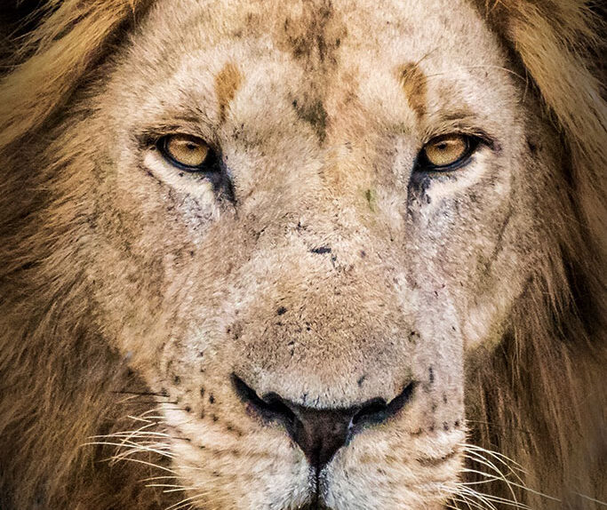 Tien praktische tips voor safarifotografie in Afrika (uit eigen ervaring)
